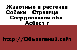 Животные и растения Собаки - Страница 14 . Свердловская обл.,Асбест г.